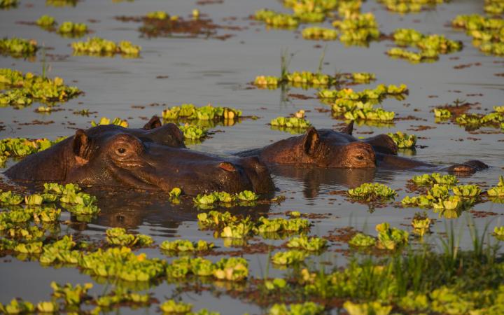 Hippopotame-Zambie-WWF